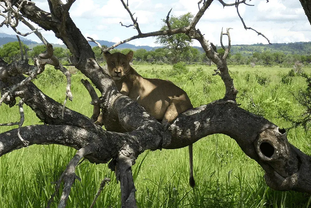 Mikumi National Park