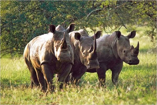 Mkomazi national park