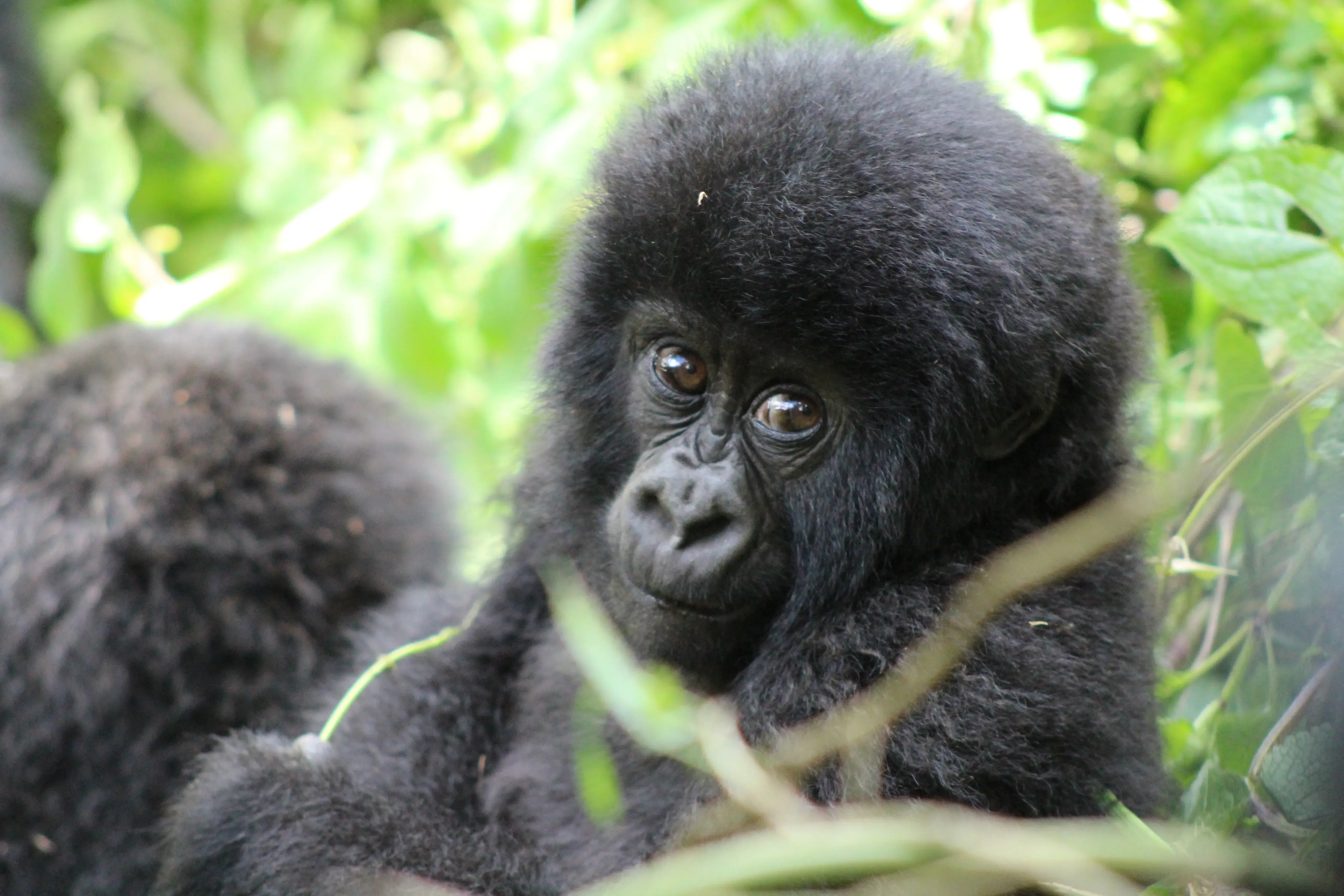 ROAR AFRICA Luxury Destinations Rwanda Canopy Bridge
