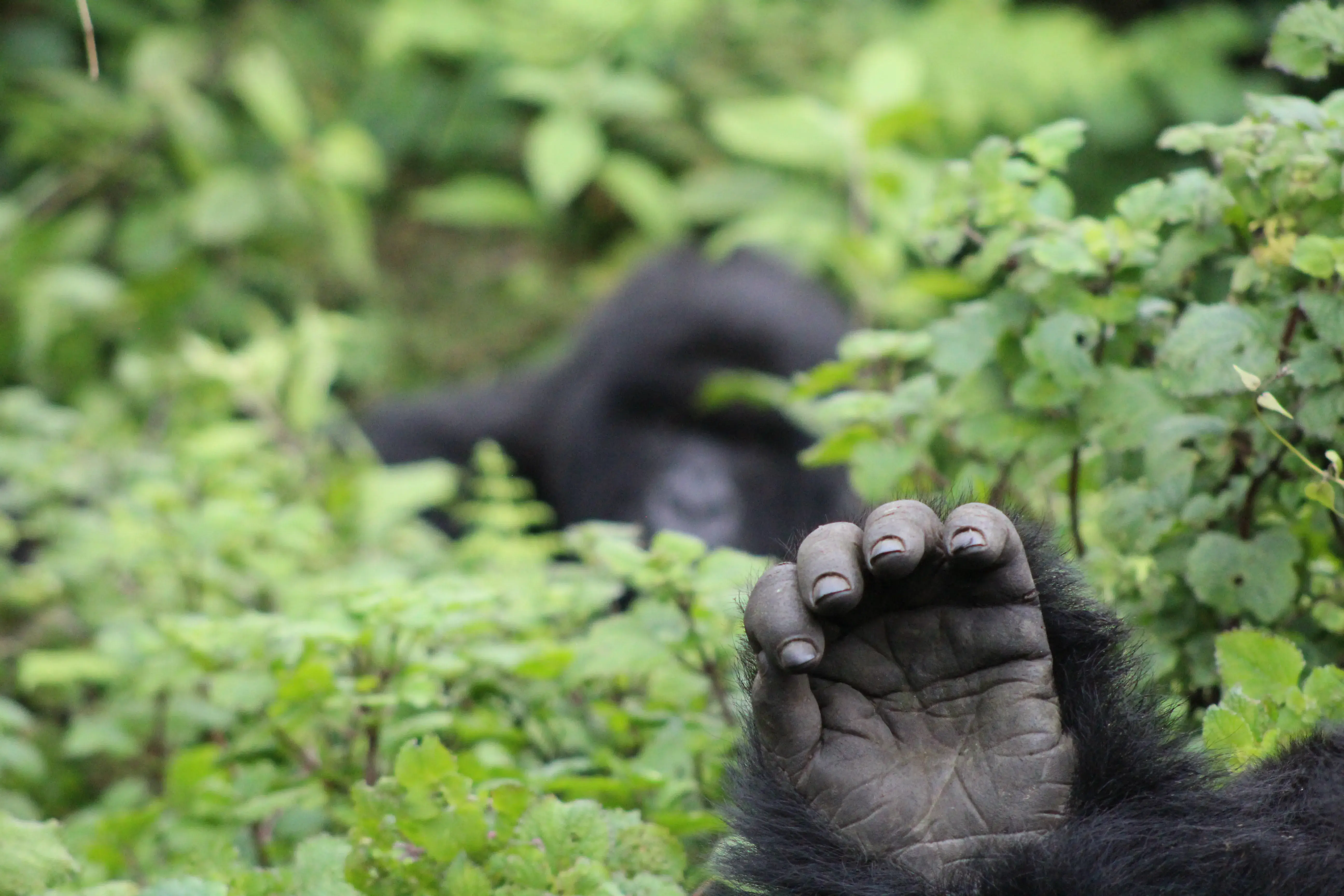 ROAR AFRICA Luxury Destination Rwanda Lodge