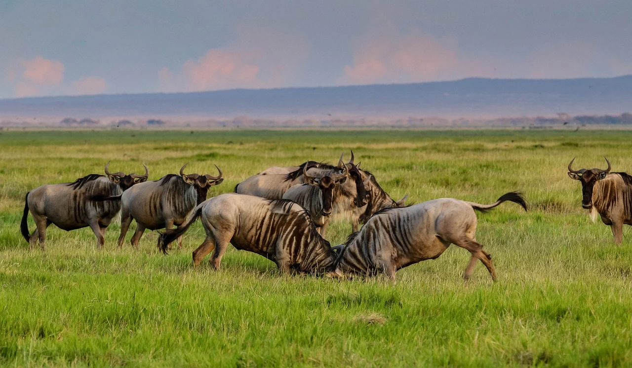 Ngorongoro Crater