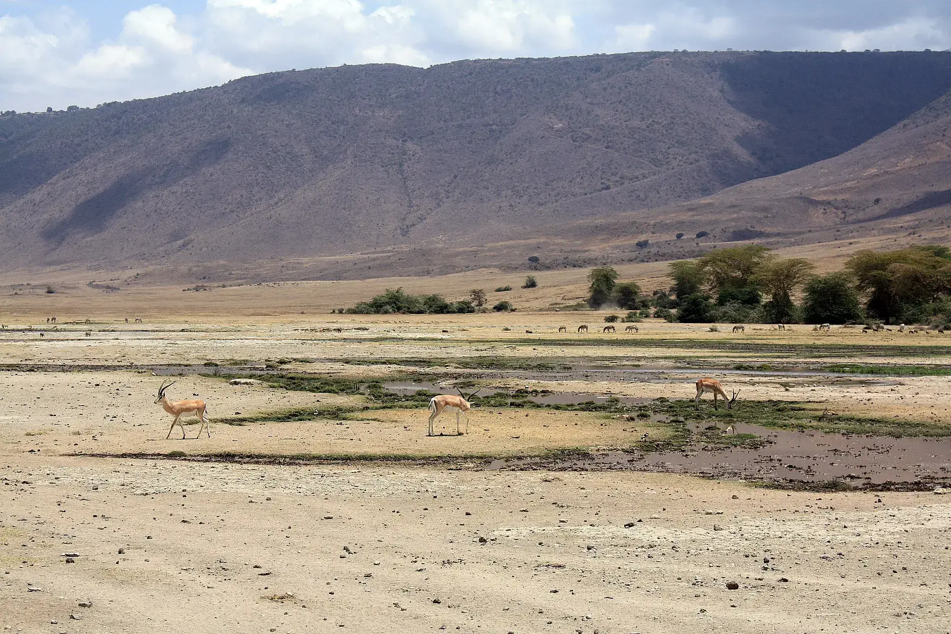 Ngorongoro