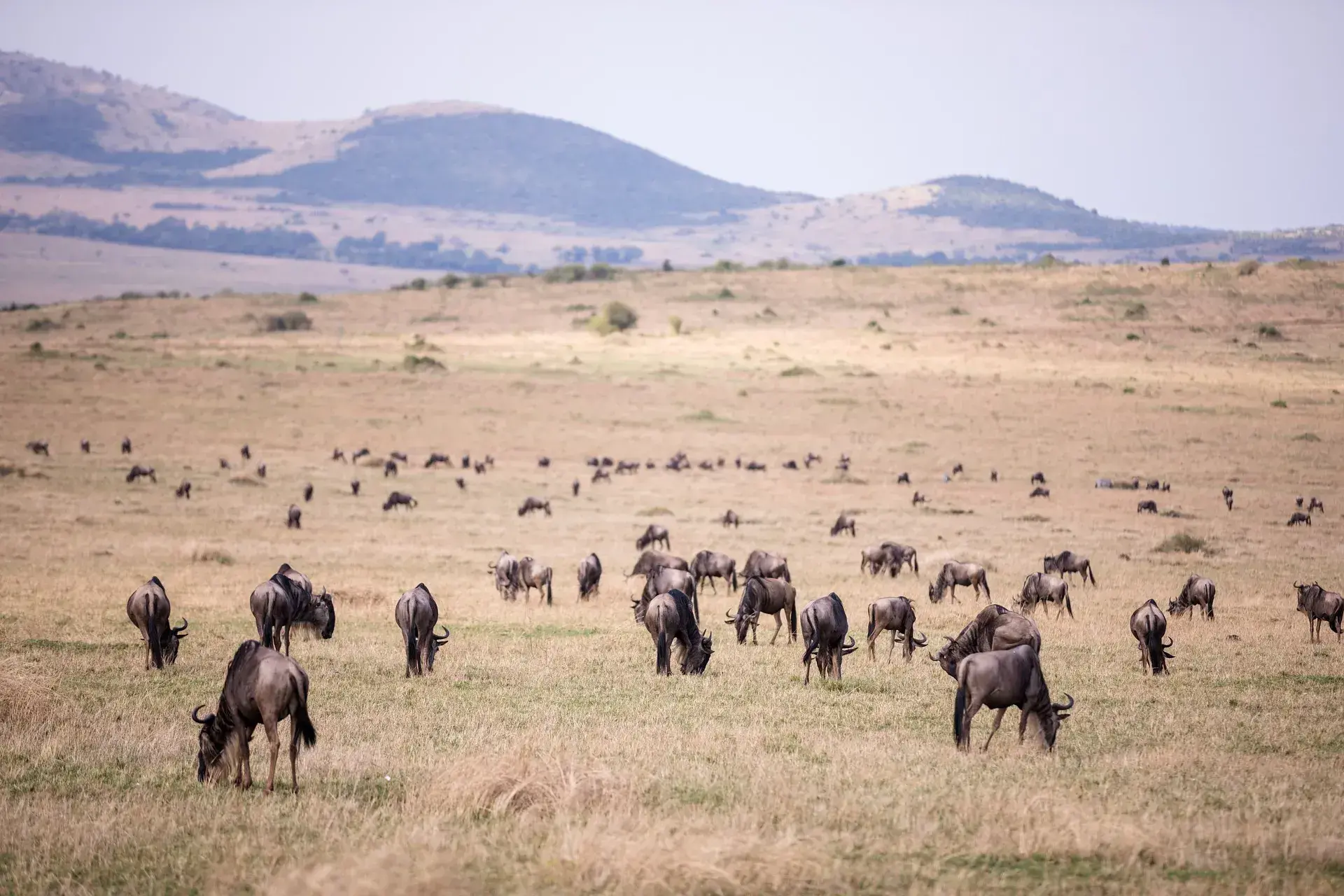 Migration Safari