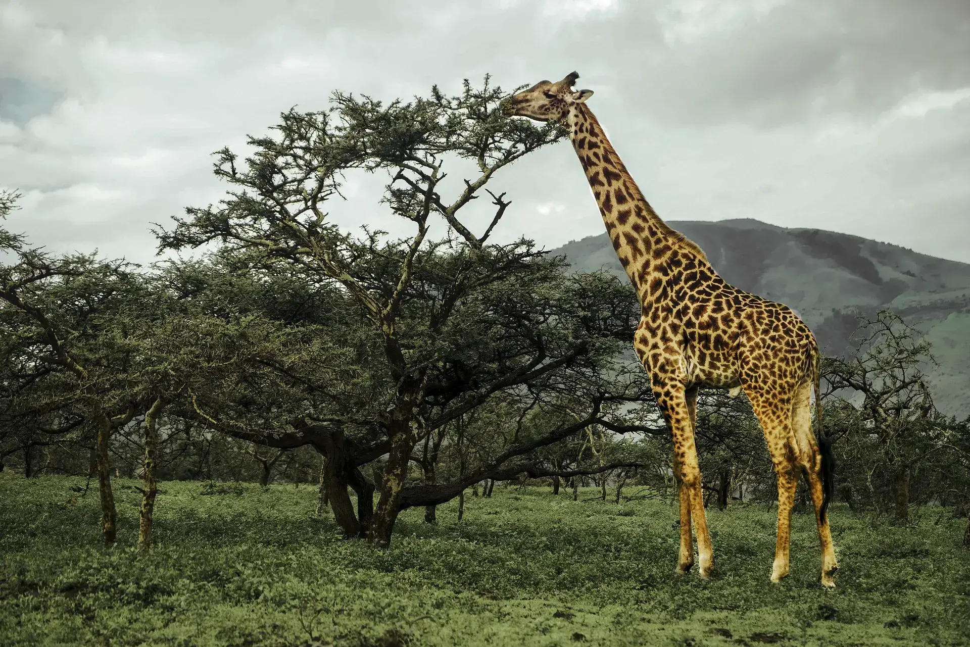 Safari