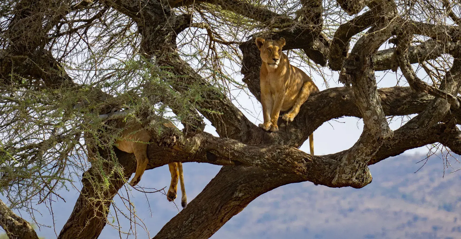 Ruaha national park