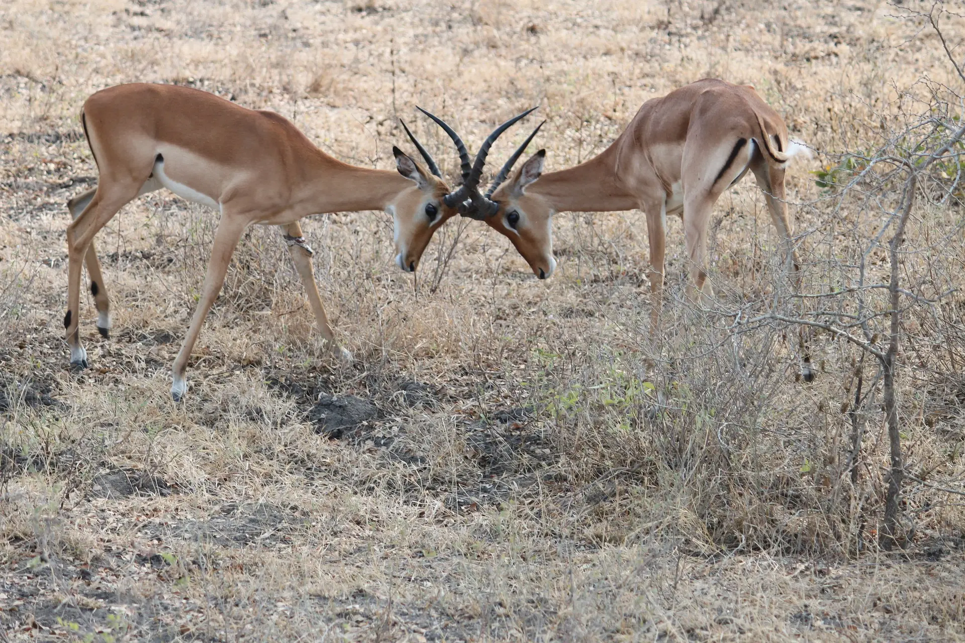 2 Tage Südtansania Safari mit dem Mikumi National Park