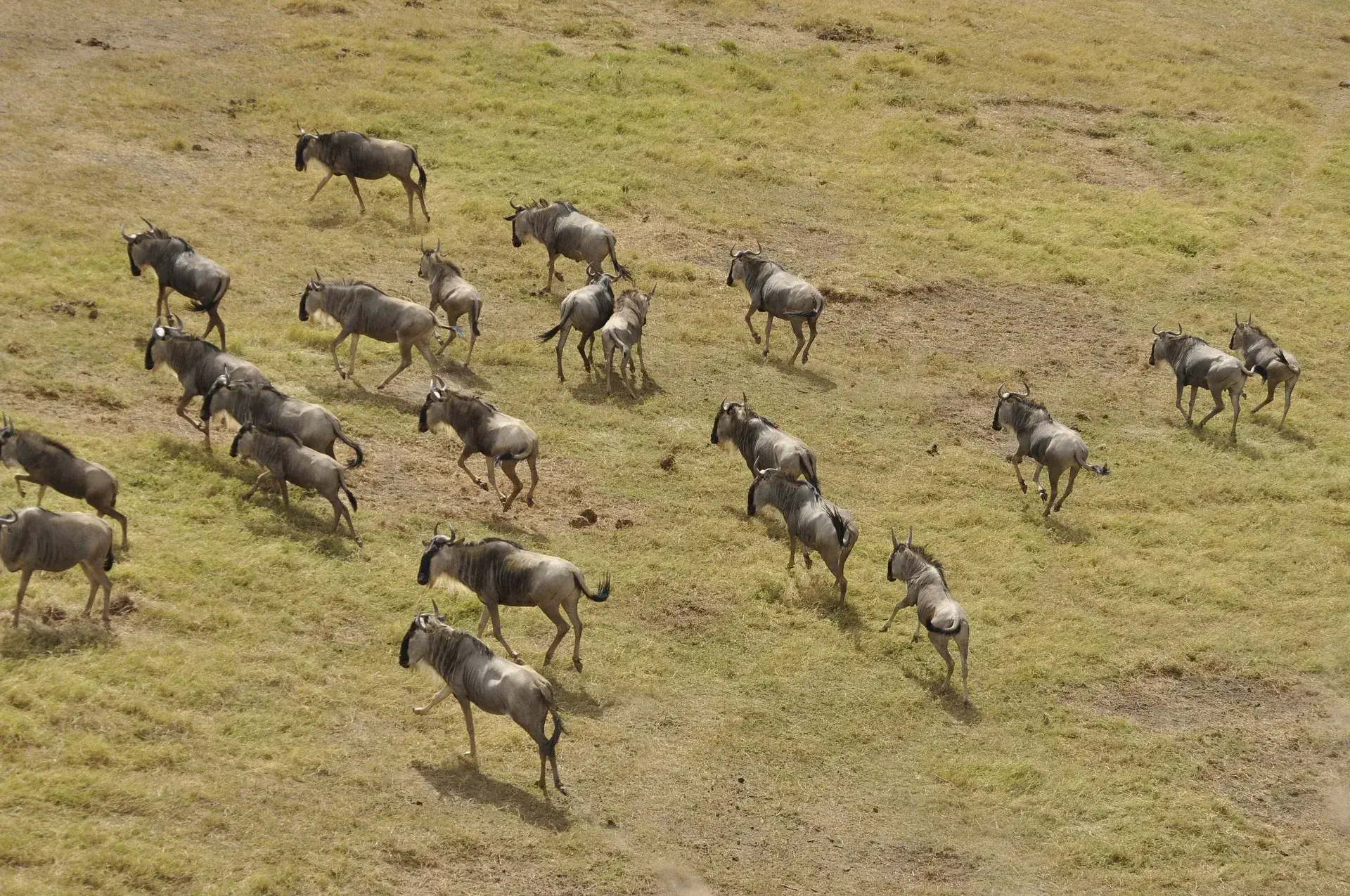 Wildebeest Migration
