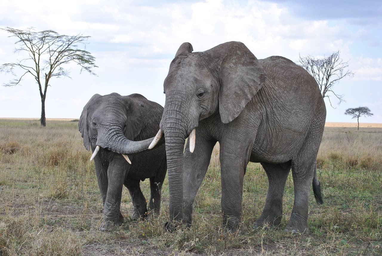 Tarangire National Park