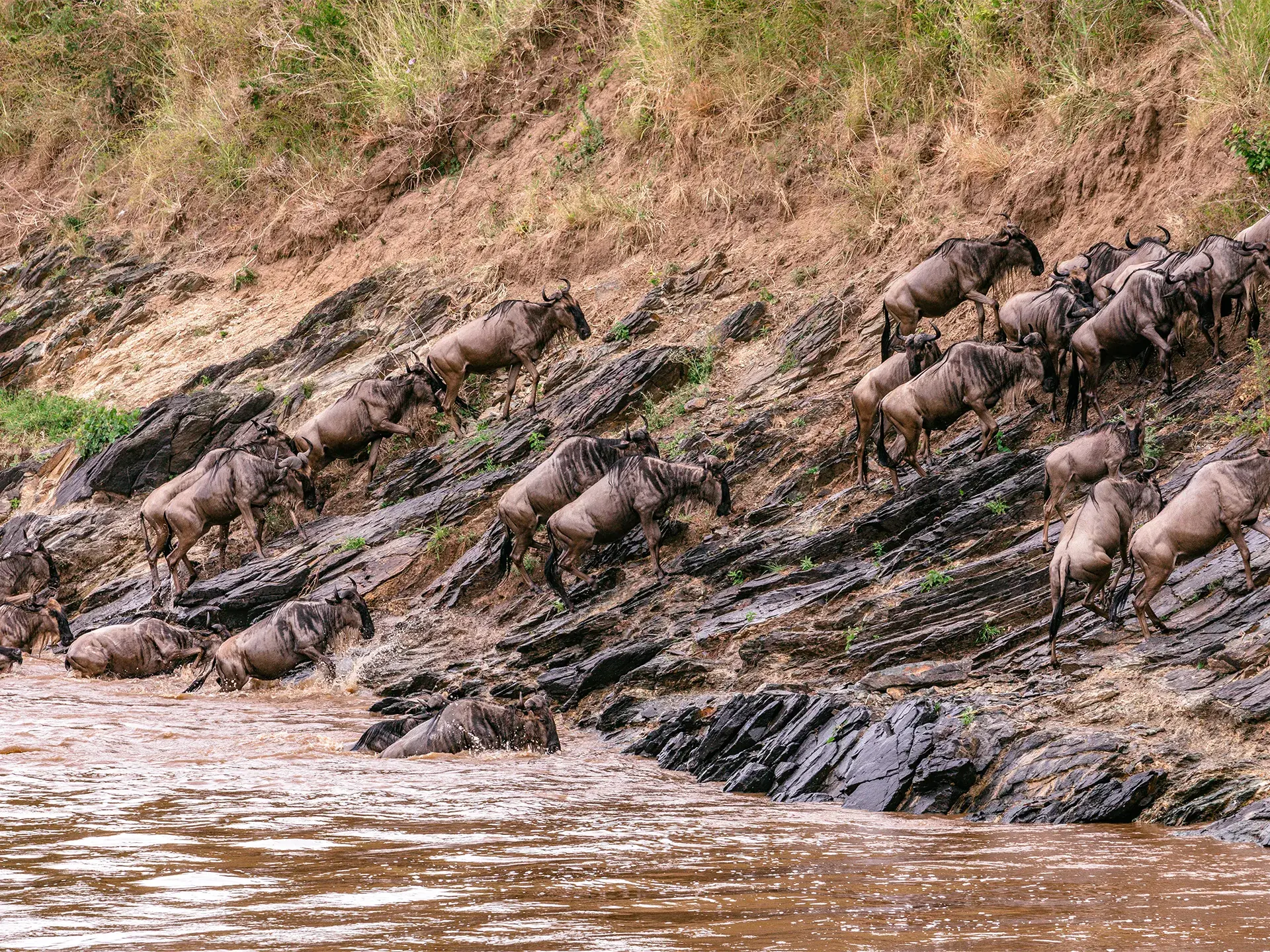 Migration Safari
