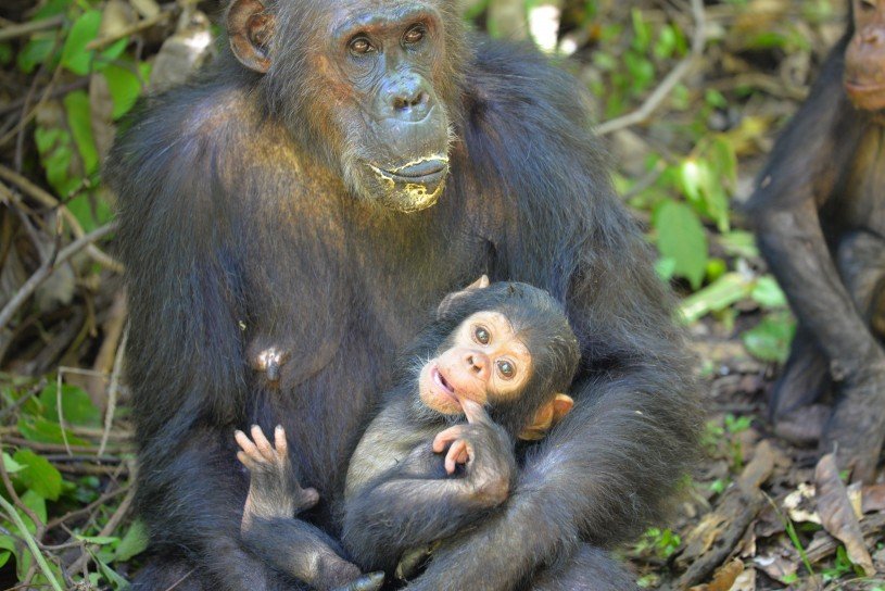 Trekking del chimpancé de Gombe