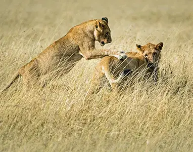 Safari