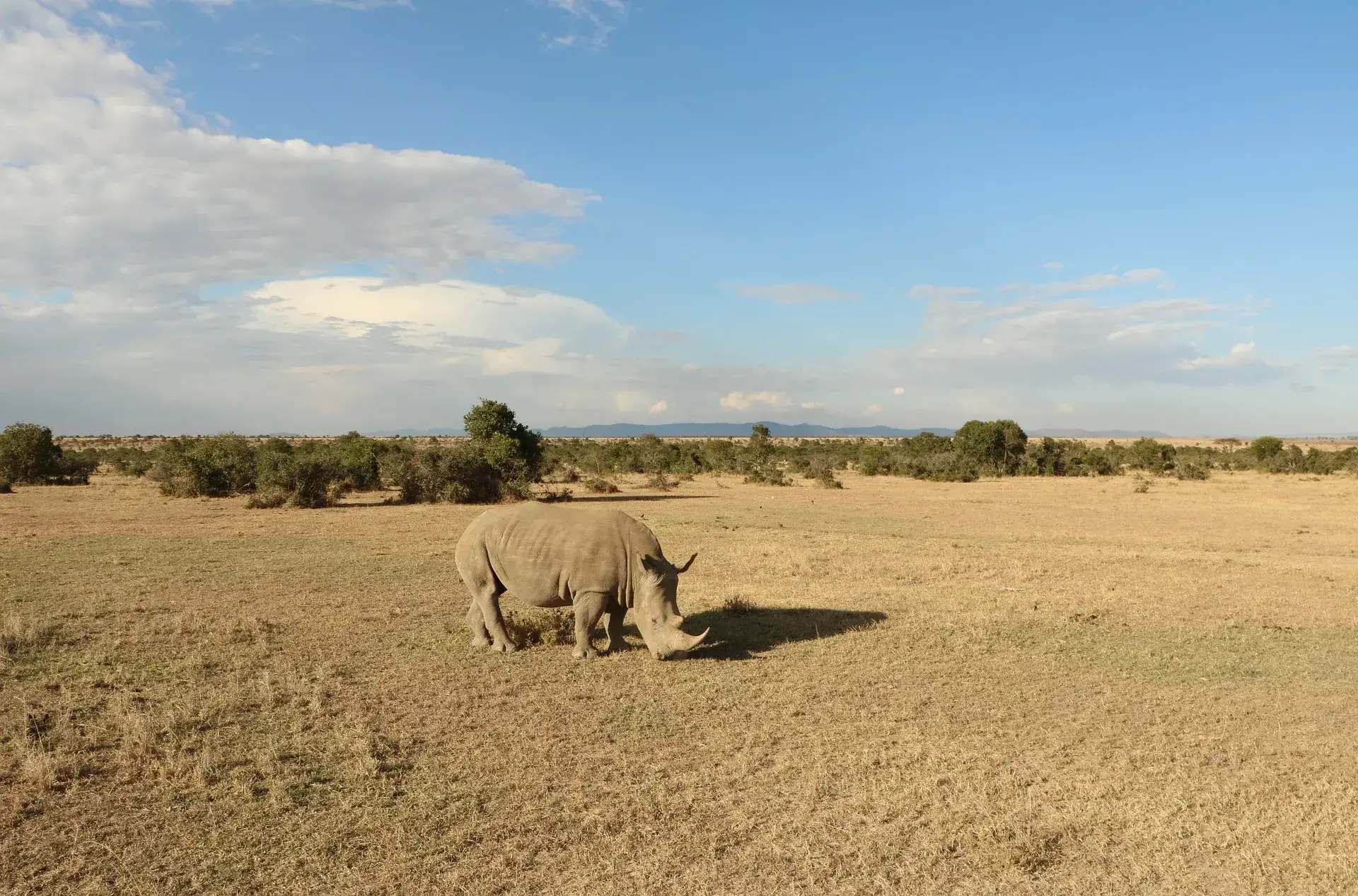 Safari