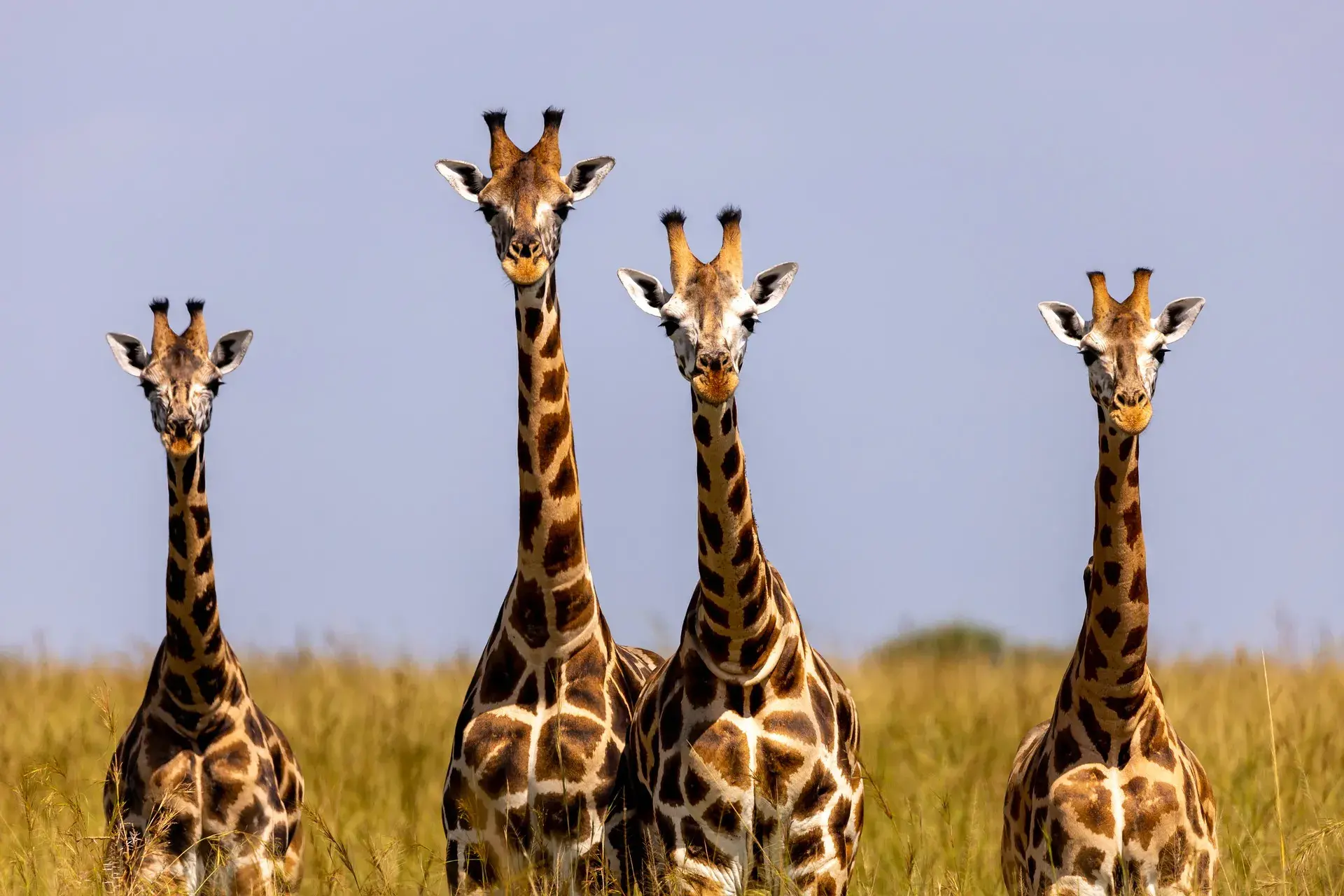 Tanzania Inside y Safari Luxury Destinations Tanzania2 redimensionados