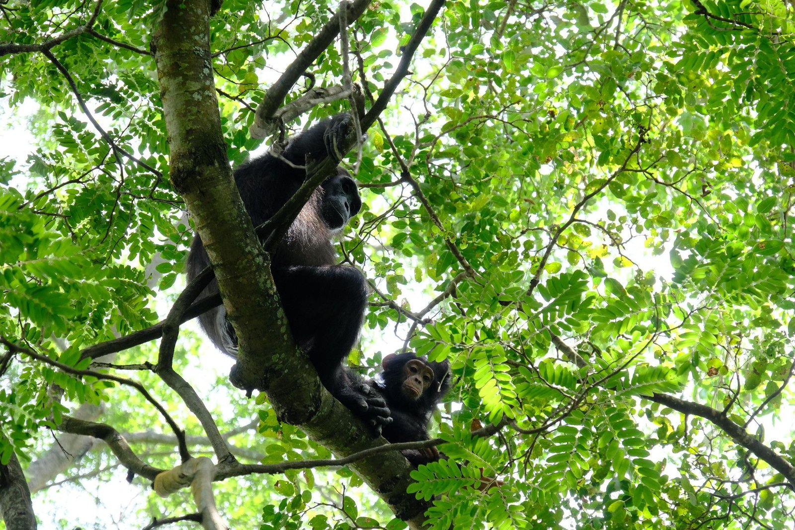 Mahale chimpansee Trektocht