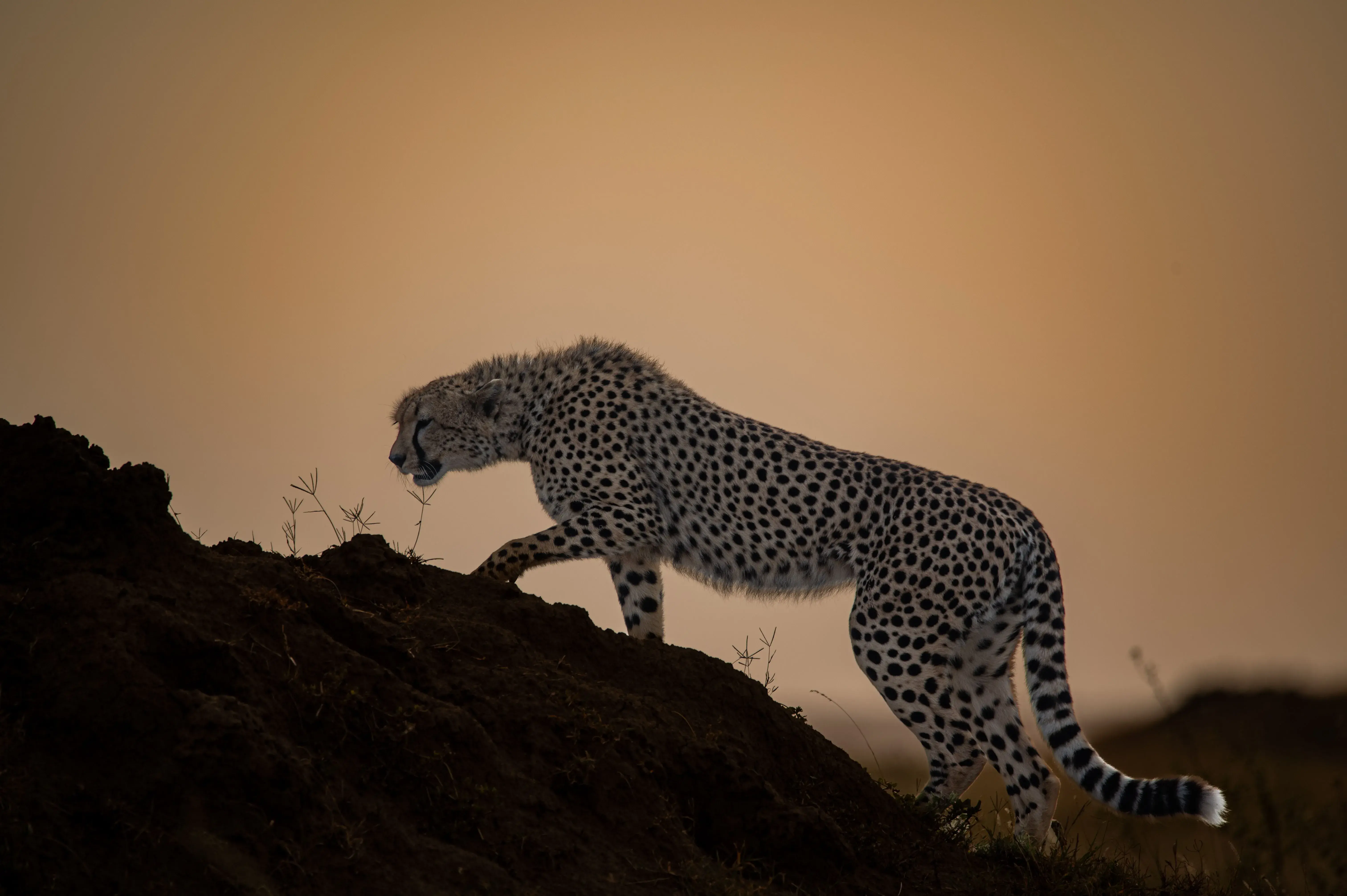 Tanzania luxe safari