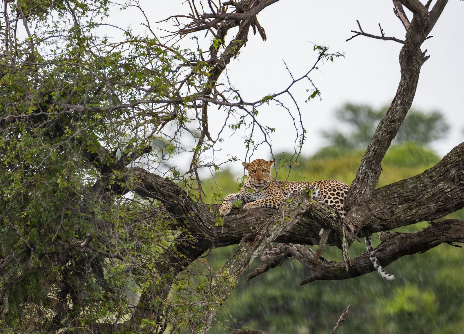 culturele safari